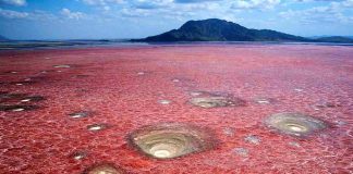 Lac natron Tanzanie : pourquoi ce lac rouge fascine les voyageurs ? lac natron en Tanzanie