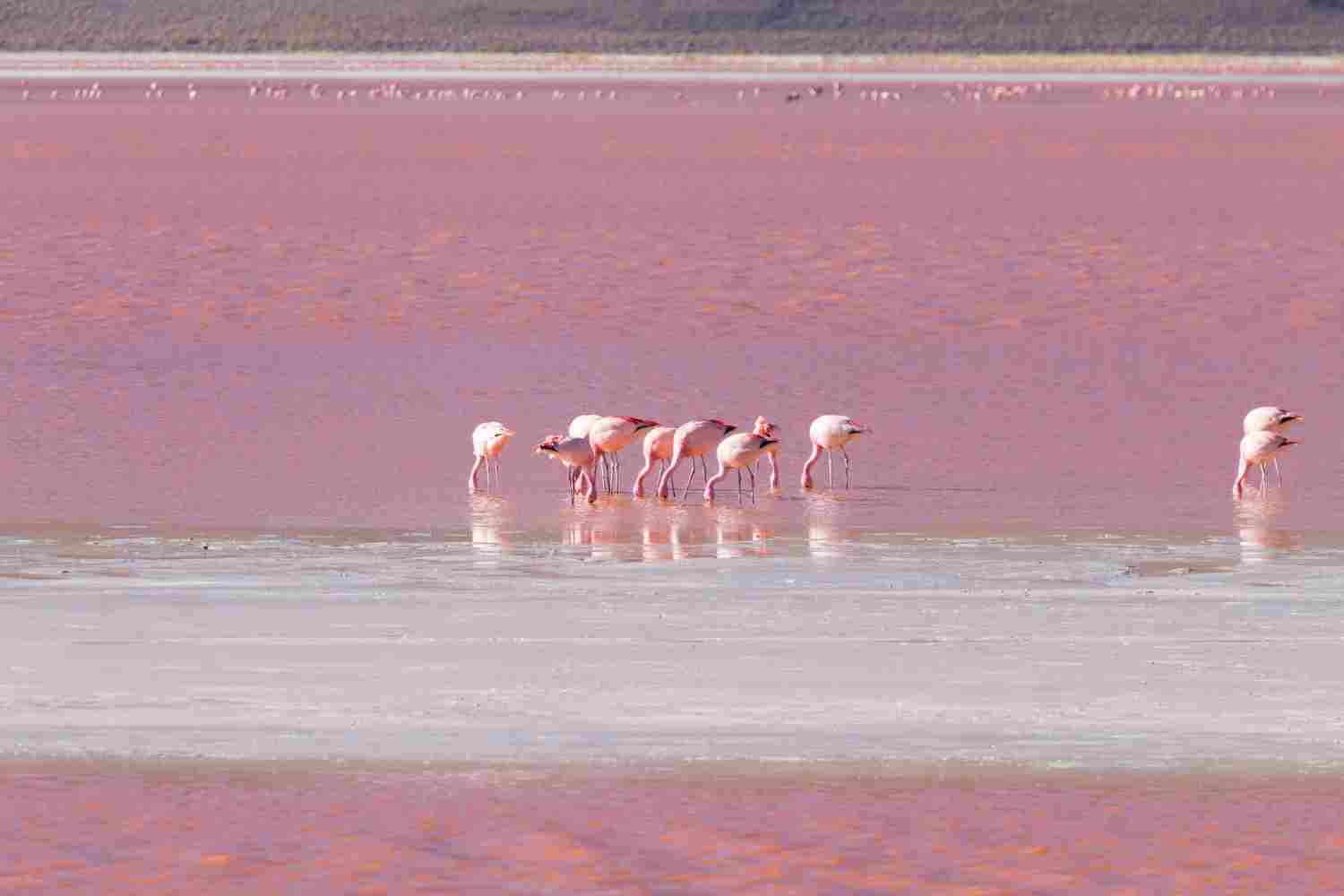 lac natron en Tanzanie